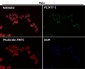 Anti-Histone H3 (acetyl K56) HIST1H3A Rabbit Monoclonal Antibody